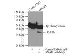 GNAI1 Antibody in Immunoprecipitation (IP)