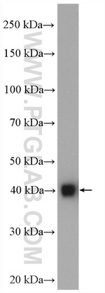 GNAI1 Antibody in Western Blot (WB)