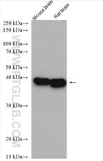 GNAI1 Antibody in Western Blot (WB)