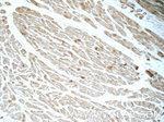 Cadherin-13 Antibody in Immunohistochemistry (Paraffin) (IHC (P))