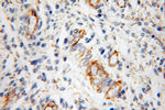 Cadherin-13 Antibody in Immunohistochemistry (Paraffin) (IHC (P))