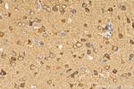 ZNT4 Antibody in Immunohistochemistry (Paraffin) (IHC (P))