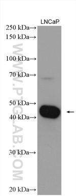 ZNT4 Antibody in Western Blot (WB)