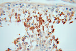 PABPC3 Antibody in Immunohistochemistry (Paraffin) (IHC (P))