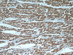 SUCLA2 Antibody in Immunohistochemistry (Paraffin) (IHC (P))