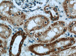 SUCLA2 Antibody in Immunohistochemistry (Paraffin) (IHC (P))