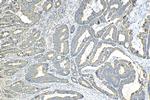 SUCLA2 Antibody in Immunohistochemistry (Paraffin) (IHC (P))
