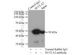 SUCLA2 Antibody in Immunoprecipitation (IP)