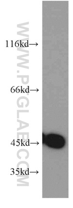 SUCLA2 Antibody in Western Blot (WB)