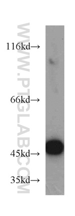 SUCLA2 Antibody in Western Blot (WB)