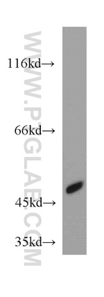 SUCLA2 Antibody in Western Blot (WB)