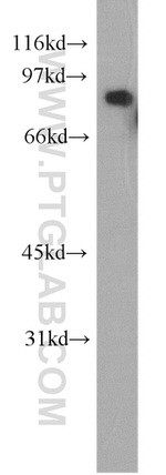 Calmegin Antibody in Western Blot (WB)