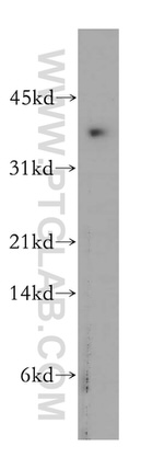 PLSCR4 Antibody in Western Blot (WB)