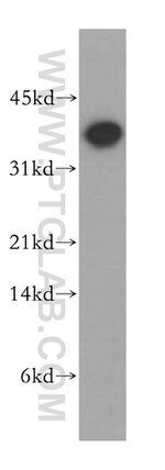 PLSCR4 Antibody in Western Blot (WB)