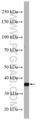 PLSCR4 Antibody in Western Blot (WB)