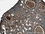 DAZL Antibody in Immunohistochemistry (Paraffin) (IHC (P))