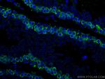 DAZL Antibody in Immunohistochemistry (PFA fixed) (IHC (PFA))