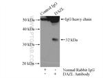 DAZL Antibody in Immunoprecipitation (IP)