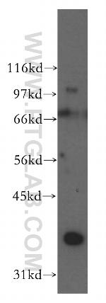 DAZL Antibody in Western Blot (WB)