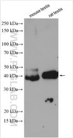 GNAO1 Antibody in Western Blot (WB)