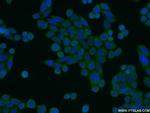 CIAPIN1 Antibody in Immunocytochemistry (ICC/IF)