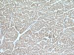 CIAPIN1 Antibody in Immunohistochemistry (Paraffin) (IHC (P))