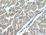 CIAPIN1 Antibody in Immunohistochemistry (Paraffin) (IHC (P))