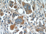 WDR16 Antibody in Immunohistochemistry (Paraffin) (IHC (P))