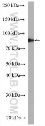 GlnRS Antibody in Western Blot (WB)