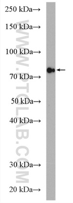 GlnRS Antibody in Western Blot (WB)