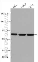 GlnRS Antibody in Western Blot (WB)