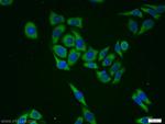 GlnRS Antibody in Immunocytochemistry (ICC/IF)