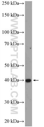 LANCL1 Antibody in Western Blot (WB)