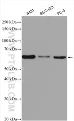 P4HA1 Antibody in Western Blot (WB)