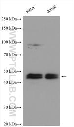 IkB beta Antibody in Western Blot (WB)