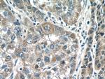 IMP5 Antibody in Immunohistochemistry (Paraffin) (IHC (P))