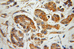 CaMKII gamma Antibody in Immunohistochemistry (Paraffin) (IHC (P))