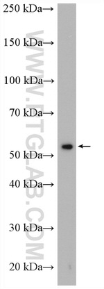 TULP2 Antibody in Western Blot (WB)