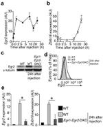 EGR2 Antibody in Flow Cytometry (Flow)