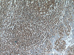 SHCBP1 Antibody in Immunohistochemistry (Paraffin) (IHC (P))