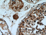 SHCBP1 Antibody in Immunohistochemistry (Paraffin) (IHC (P))