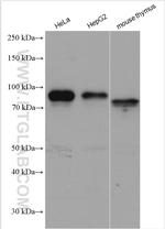 SHCBP1 Antibody in Western Blot (WB)