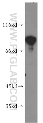 SHCBP1 Antibody in Western Blot (WB)