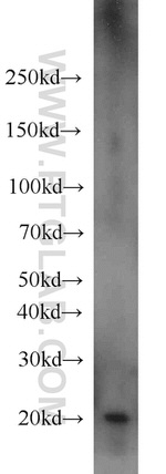 BBS3 Antibody in Western Blot (WB)