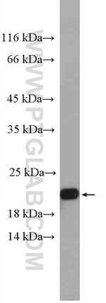 BBS3 Antibody in Western Blot (WB)