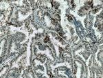 MAD2L2 Antibody in Immunohistochemistry (Paraffin) (IHC (P))