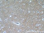 EAAT3 Antibody in Immunohistochemistry (Paraffin) (IHC (P))