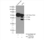 RFFL Antibody in Immunoprecipitation (IP)