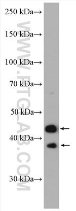 RFFL Antibody in Western Blot (WB)