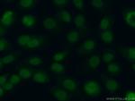 DPPA2 Antibody in Immunocytochemistry (ICC/IF)